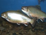 You can meet some adult brookies at the Wildlife Education Center.