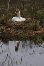 Nesting Swan.  Photo by Maureen Moore.