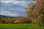 The Valley in Spring.  Photo by Tom Doyle.