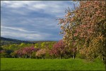 The Valley in Spring.  Photo by Tom Doyle.