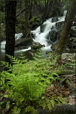 Fern and Falls.  Photo by Tom Doyle.