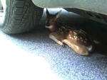 The baby fawn hid under a parked car at town hall.