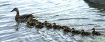 A duck and her goslings.  Photo by Kathy Eastwood.