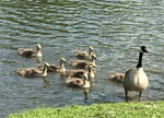 A goose leads the way for the brood.  Photo by Kathy Eastwood.