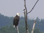 Eagle and the Little Bird. Photos by Maureen Moore.