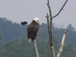 Eagle and the Little Bird. Photos by Maureen Moore.