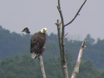 Eagle and the Little Bird. Photos by Maureen Moore.