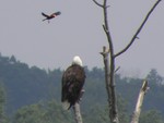 Eagle and the Little Bird. Photos by Maureen Moore.