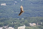 A hawk flies over Route 218. Photo by Karen Schaack.