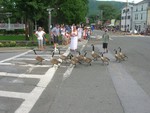Geese on Parade.  Photo by Simon Gruber.