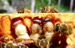 Watch honeybees busy in their hives at the nature museum.  