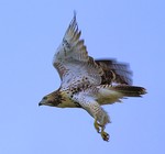 To Fly.  Photo by Tom Doyle.