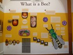 A page from Louise Lynch's bee exhibit.
