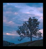 Oak Tree on an October Evening.  Photo by Tom Doyle.