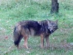 Coyote in a backyard in Cornwall. Photo by Jill Zaharek 