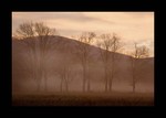 Tree Line.  Photo by Tom Doyle.