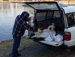 The swans were put in a cage, then driven over to the maintenance shed.  Photo by Diane Hines..