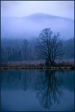 The Fog Comes on Little Cat Feet.  Photo by Tom Doyle.