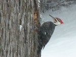 Pileated woodpecker at work.  Photo by John Charles Thomas.