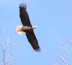 Bald Eagle in Flight. Photo by Maureen Moore.
