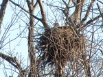 Eagle at Rest. Photo by Maureen Moore.