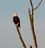 Bald Eagle in March.  Photo by Karen Schaack.