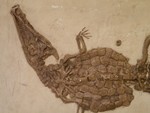 Observe fossils such as the Fossilized Crocodilian on Saturday, August 17 at 10 a.m. photo by Judy Onufer.
