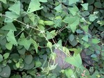 photo from Barbara Farabaugh. Mile a Minute Weed close up.