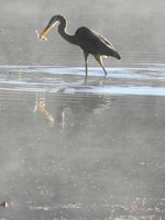 Photo by Maureen Moore. A great blue heron catching breakfast at Browns Pond in New Windsor