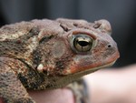Learn about Toads at the Hudson Highlands Nature Museum.