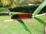 Learn all about those Wonderful Woolly Bears at the Hudson Highlands Nature Museum. Photo by Pam Golben.