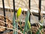 A daffodil bud appears