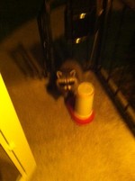 Photo by Jim Lennon. Raccoon on front steps.