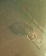Photo by Jim Lennon. Possum.