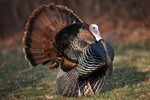 Learn all about wild turkeys on Saturday, November 17 - 10a.m. at the Hudson Highlands Nature Museum. Photo provided.