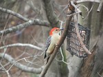 Learn to identify Winter Birds at your outdoor feeder on Saturday, January 5- 10 a.m. at the Outdoor Discovery Center. Photo provided.