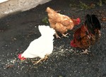 Learn how to raise chickens in your own backyard at the Hudson Highlands Nature Museum on Saturday, January 12 from 1 p.m.-4 p.m.