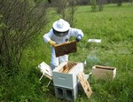 Learn the Basics of Beekeeping at the Hudson Highlands Nature Museum