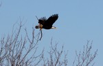 Photo by Maureen Moore. Flying Eagle.