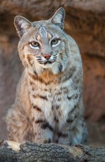 Learn about the Bobcat on Sunday, February 3 at 10 a.m. at the Hudson Highlands Nature Museum in Cornwall. Photo provided.