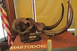 Learn about The Mastodon on Sunday, August 4 ? 4:30 p.m. at the Hudson Highlands Nature Museum?s Wildlife Education Center. Photo by Pam Golben.