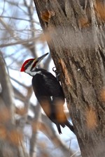 Photo by Wendy Bogart. Pileated Woodpecker.