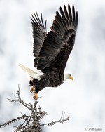 Peter Geller. Majestic Wings.