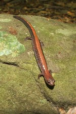 Learn about salamanders at the Hudson Highlands Nature Museum. Photo by Pam Golben.