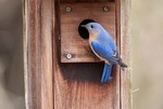 Learn about the Eastern Bluebird and build a bluebird box to take home at the Hudson Highlands Nature Museum.