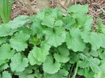 Garlic Mustard. Photo by Pam Golben.