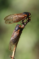 Learn about Cicadas on Saturday, May 11,  10 a.m. at the Hudson Highlands Nature Museum in Cornwall. Contributed photo.