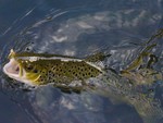 Black Rock Fishing Derby