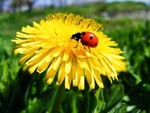 Learn about Bugs on Saturday, June 8th 10 a.m. at the Hudson Highlands Nature Museum in Cornwall. Photo by Pam Golben.