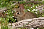 Photo Caption: Story Walk featuring Rabbits and Raindrops at the Hudson Highlands Nature Museum on Saturday, July 6 and Sunday, July 7 from 12 p.m. - 4 p.m. Contributed photo.